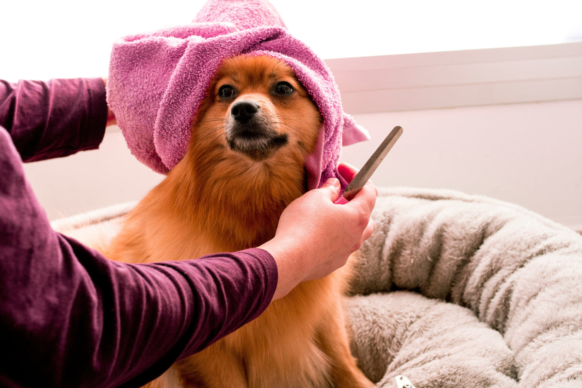 Feeding Water & Groom Essentials